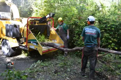 tree services Sewall's Point